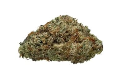 Gelato Punch THCA Flower
