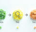 thca vs thc vs thcp